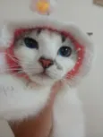 Docinho