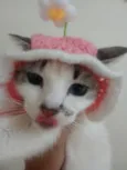 Docinho