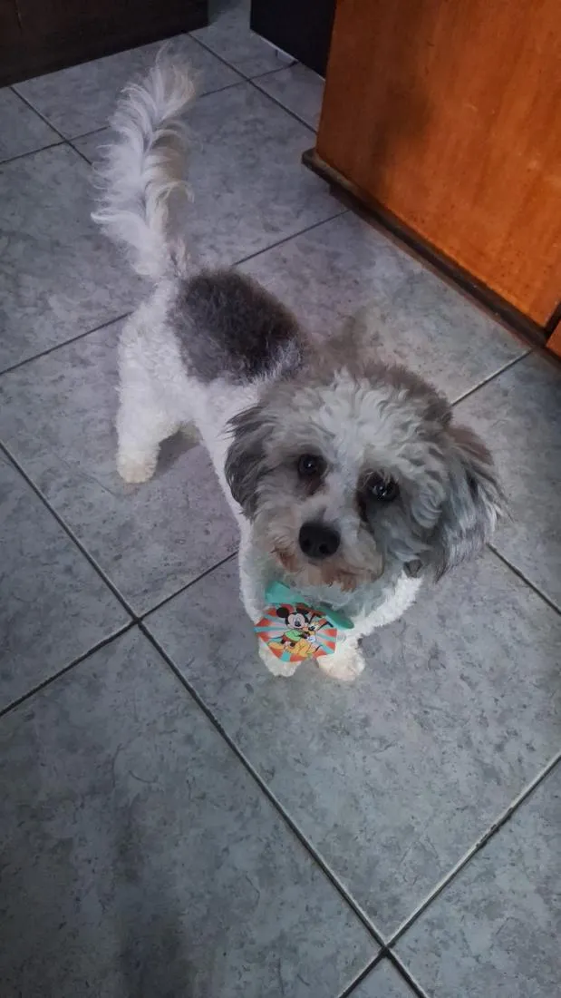 Cachorro raça Poodle idade 1 ano nome Bobby 
