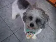 Bobby 