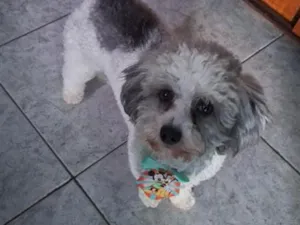 Cachorro raça Poodle idade 1 ano nome Bobby 