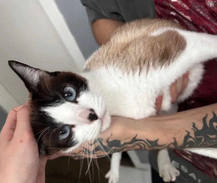 Gato raça SRD-ViraLata idade 6 ou mais anos nome Brisa