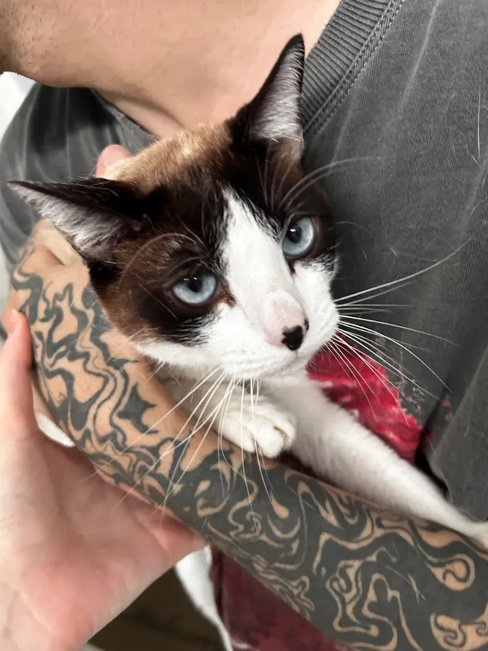 Gato raça SRD-ViraLata idade 6 ou mais anos nome Brisa