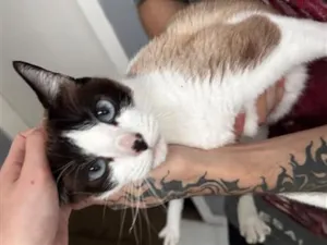 Gato raça SRD-ViraLata idade 6 ou mais anos nome Brisa