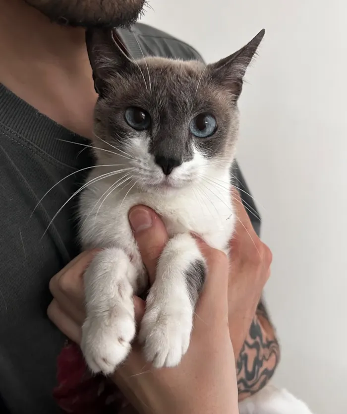 Gato raça SRD-ViraLata idade 6 ou mais anos nome Lita