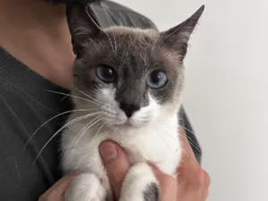 Gato raça SRD-ViraLata idade 6 ou mais anos nome Lita