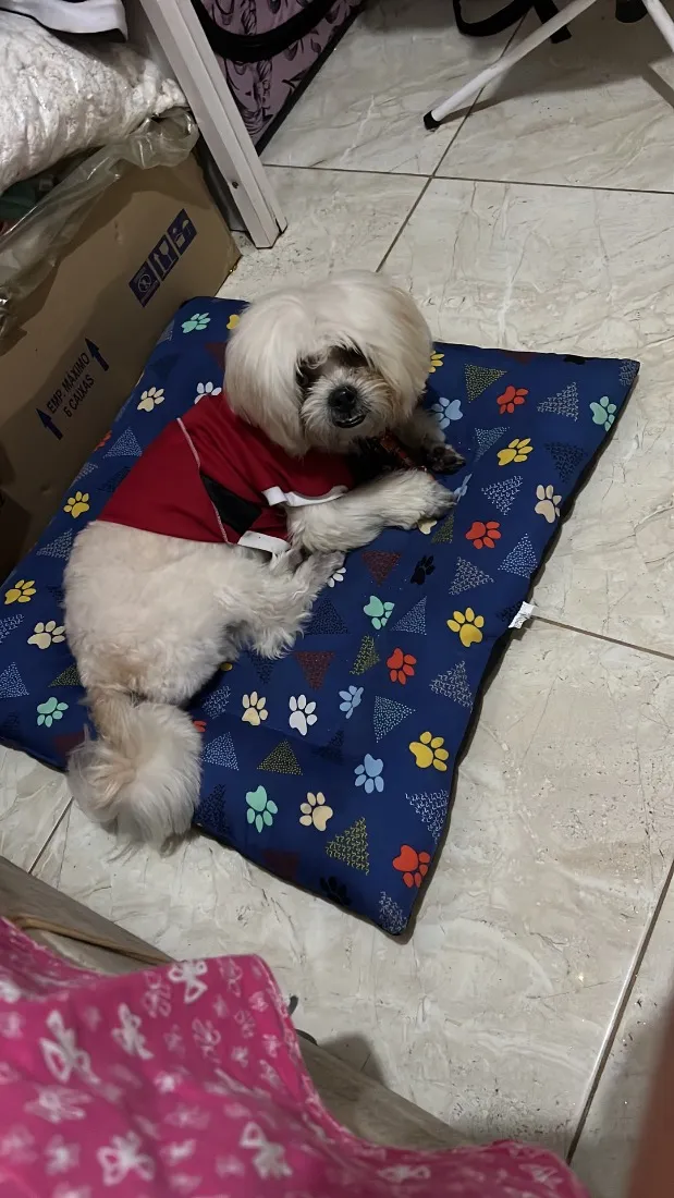 Cachorro raça Lhasa Apso idade 2 anos nome Floquinho 