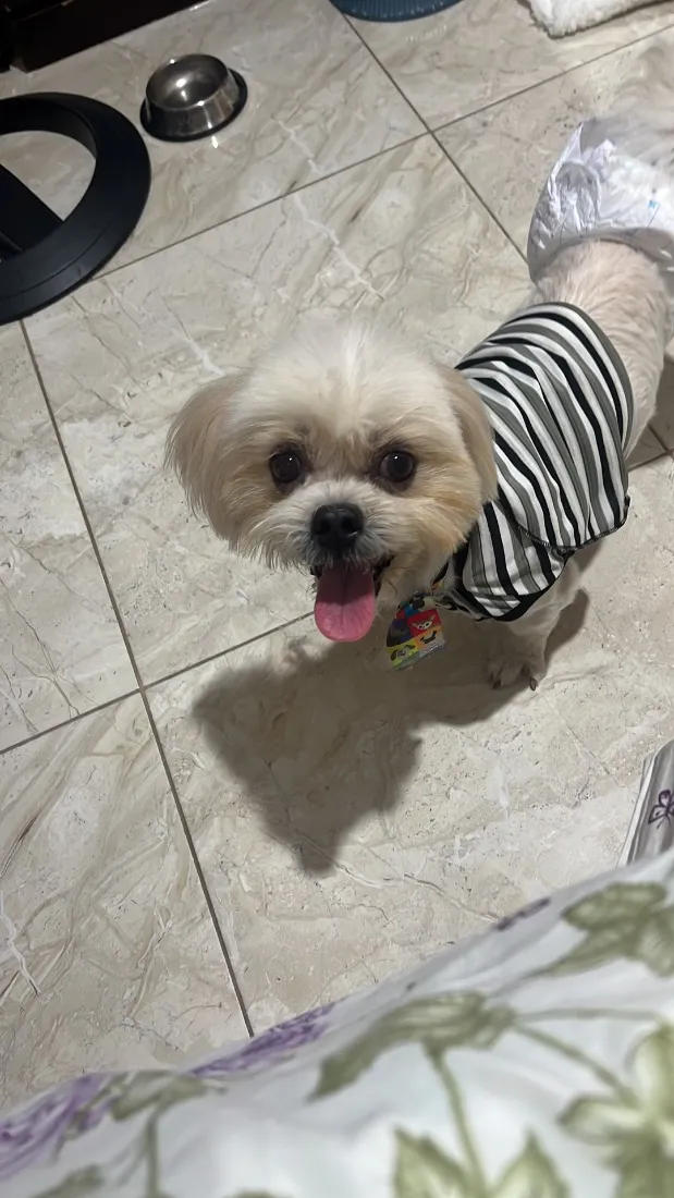 Cachorro raça Lhasa Apso idade 2 anos nome Floquinho 