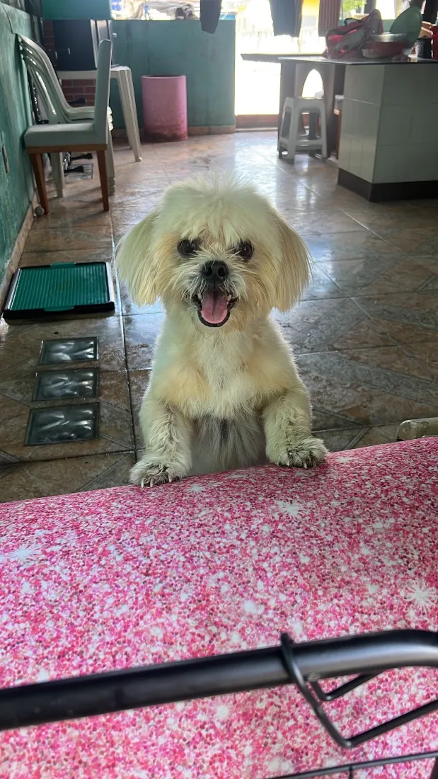 Cachorro raça Lhasa Apso idade 2 anos nome Floquinho 