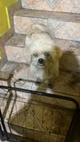 Floquinho 