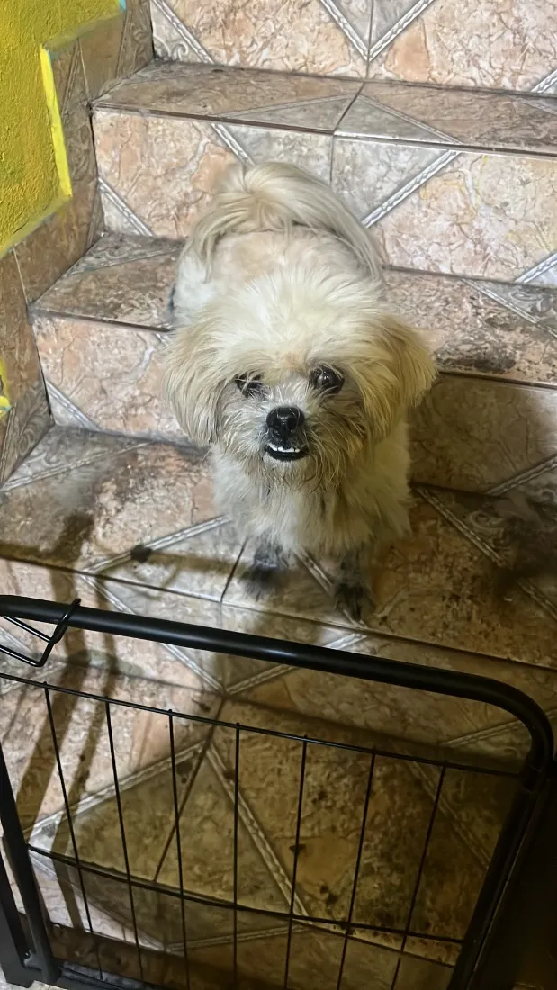 Cachorro raça Lhasa Apso idade 2 anos nome Floquinho 