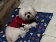 Floquinho 