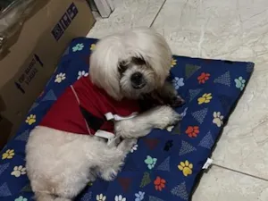 Cachorro raça Lhasa Apso idade 2 anos nome Floquinho 