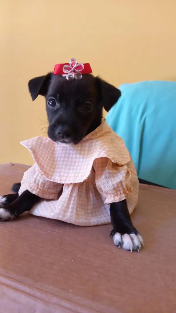 Cachorro raça SRD-ViraLata idade 2 a 6 meses nome Lady