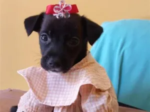 Cachorro raça SRD-ViraLata idade 2 a 6 meses nome Lady