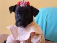 Lady
