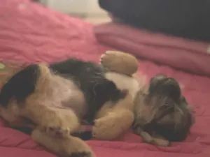 Cachorro raça SRD-ViraLata idade 2 a 6 meses nome Zuri