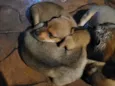lulu