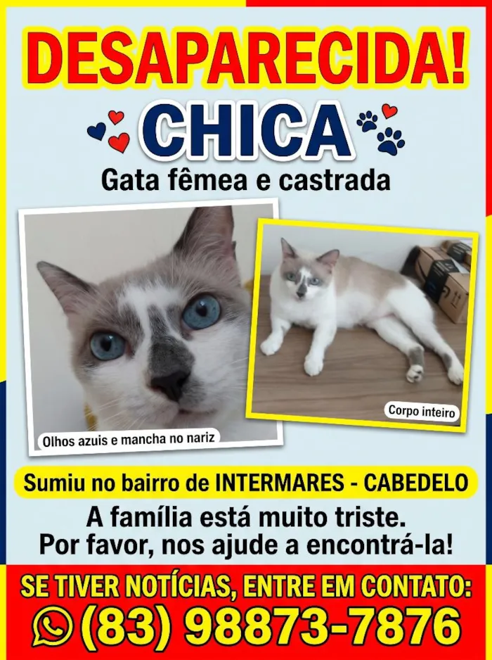 Gato raça SRD-ViraLata idade 6 ou mais anos nome Chica