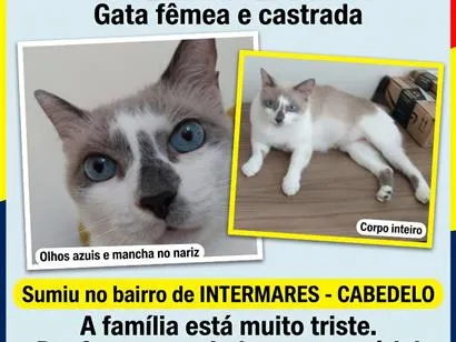 Gato raça SRD-ViraLata idade 6 ou mais anos nome Chica