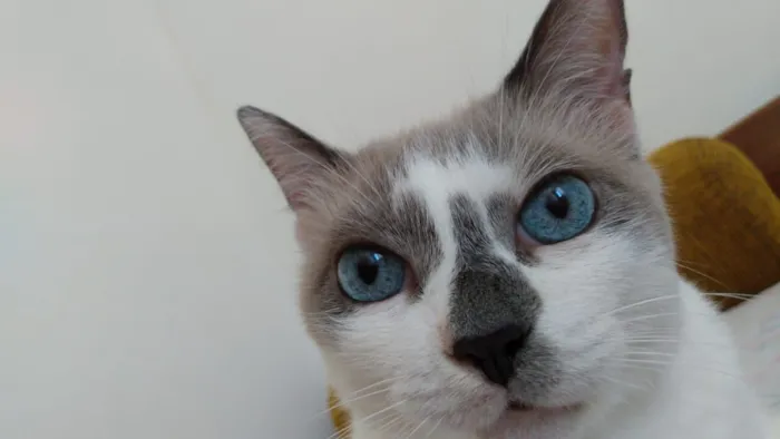 Gato raça SRD-ViraLata idade 6 ou mais anos nome Chica