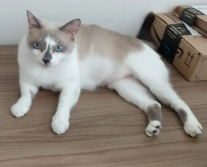 Gato raça SRD-ViraLata idade 6 ou mais anos nome Chica