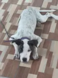 bela