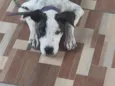 bela