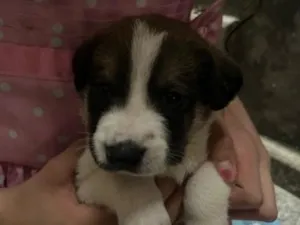 Cachorro raça SRD-ViraLata idade Abaixo de 2 meses nome sem nome