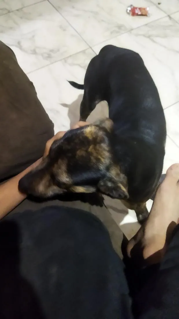 Cachorro raça Basset-Cofap idade 1 ano nome Toby 
