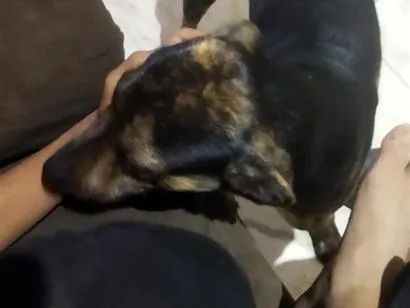 Cachorro raça Basset-Cofap idade 1 ano nome Toby 