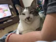 Plankton