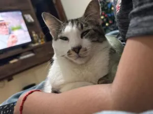 Gato raça SRD-ViraLata idade 6 ou mais anos nome Plankton