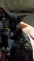nina