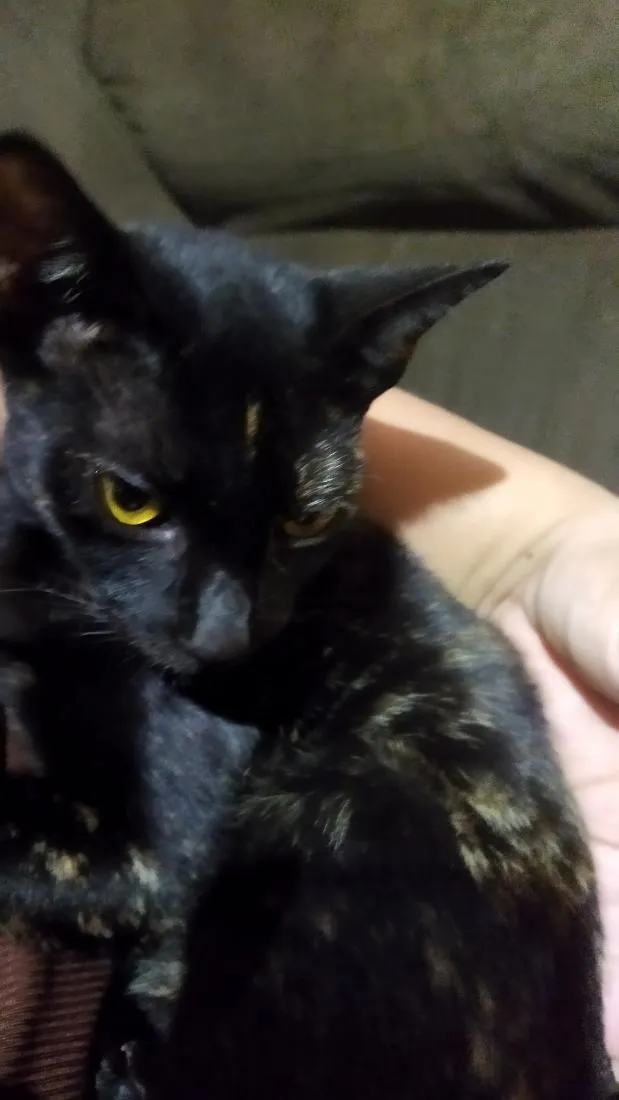 Gato raça SRD-ViraLata idade 2 a 6 meses nome nina