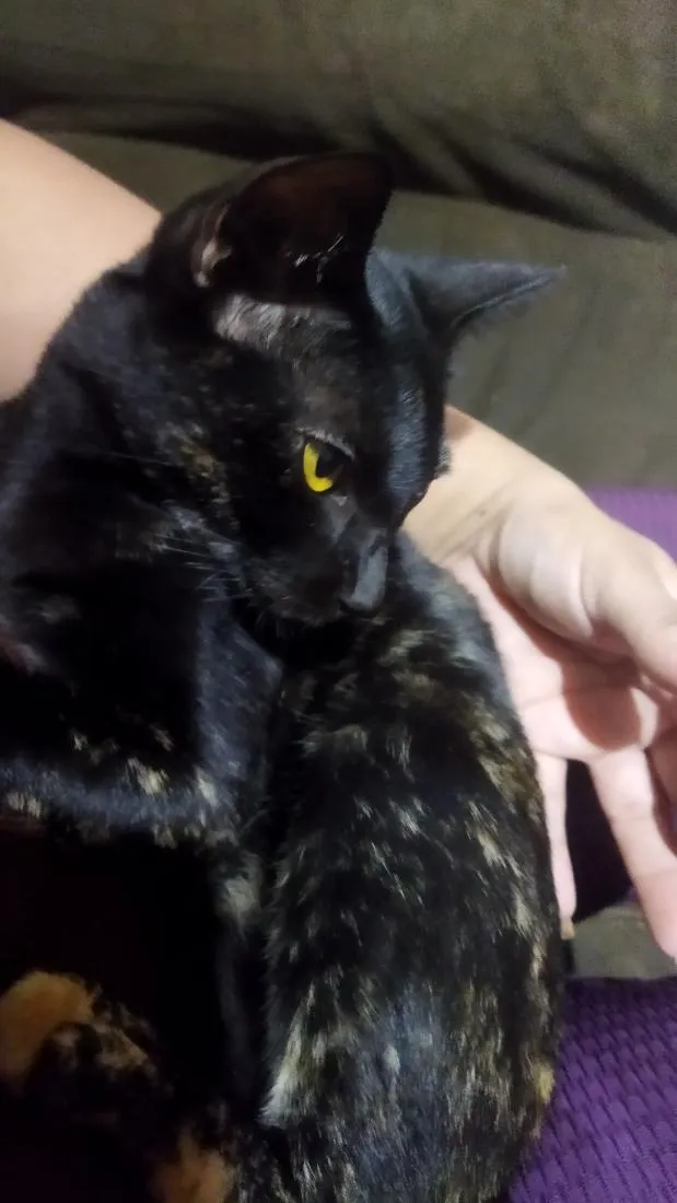 Gato raça SRD-ViraLata idade 2 a 6 meses nome nina