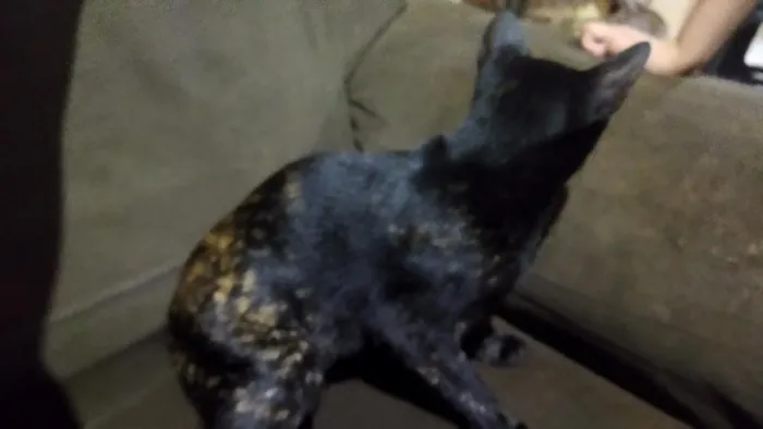 Gato raça SRD-ViraLata idade 2 a 6 meses nome nina