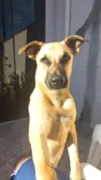 peludinha