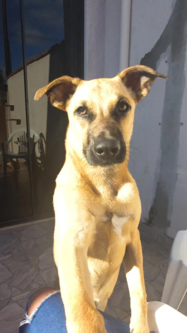 Cachorro raça SRD-ViraLata idade 1 ano nome peludinha