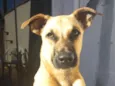 peludinha