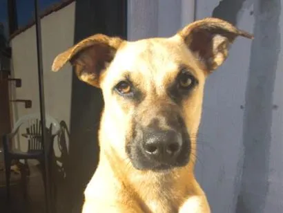 Cachorro raça SRD-ViraLata idade 1 ano nome peludinha