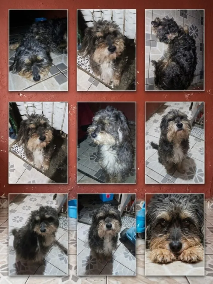 Cachorro raça SRD-ViraLata idade 6 ou mais anos nome Sansão