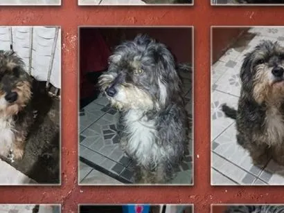 Cachorro raça SRD-ViraLata idade 6 ou mais anos nome Sansão