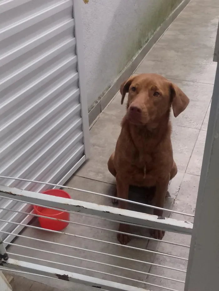 Cachorro raça Labrador idade 1 ano nome Marina 