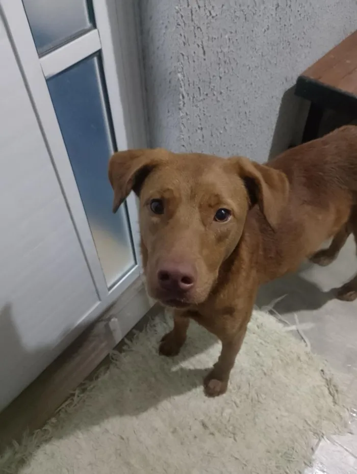 Cachorro raça Labrador idade 1 ano nome Marina 