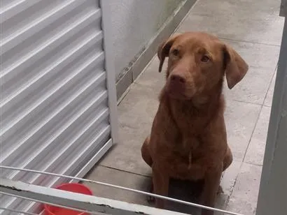 Cachorro raça Labrador idade 1 ano nome Marina 