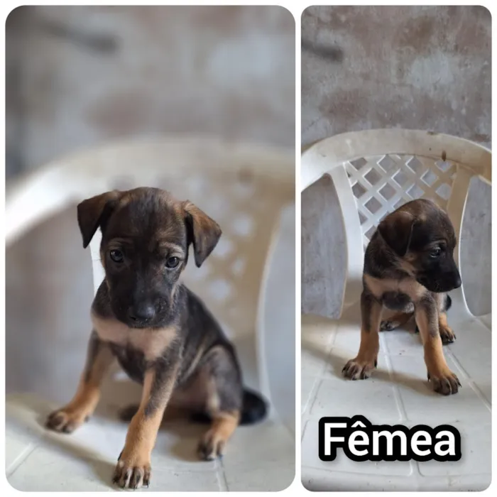 Cachorro raça SRD-ViraLata idade 2 a 6 meses nome Virgínia 