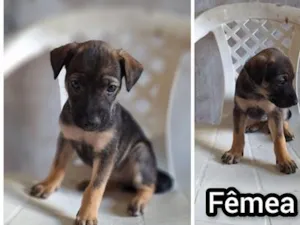 Cachorro raça SRD-ViraLata idade 2 a 6 meses nome Virgínia 