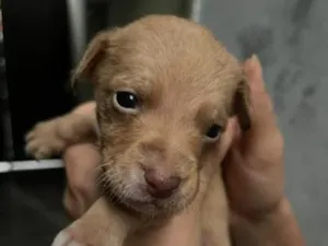 Cachorro raça SRD-ViraLata idade Abaixo de 2 meses nome sem nome
