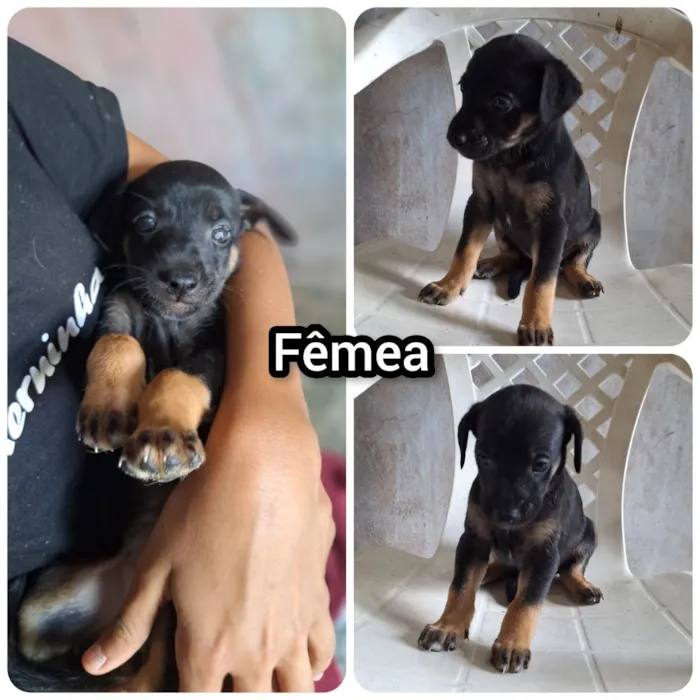 Cachorro raça SRD-ViraLata idade 2 a 6 meses nome GiGi